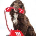 dog_on_phone_2