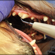 Stomatologia i Sanacja jamy ustnej